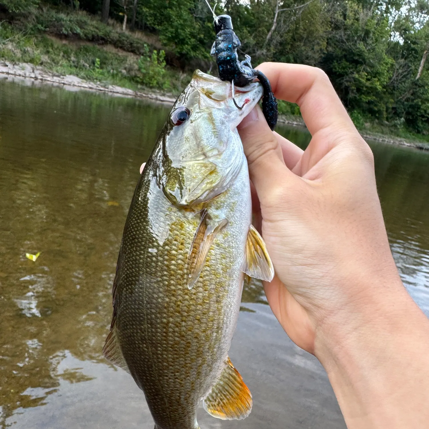 Smallmouth bass caught on Fishbrain