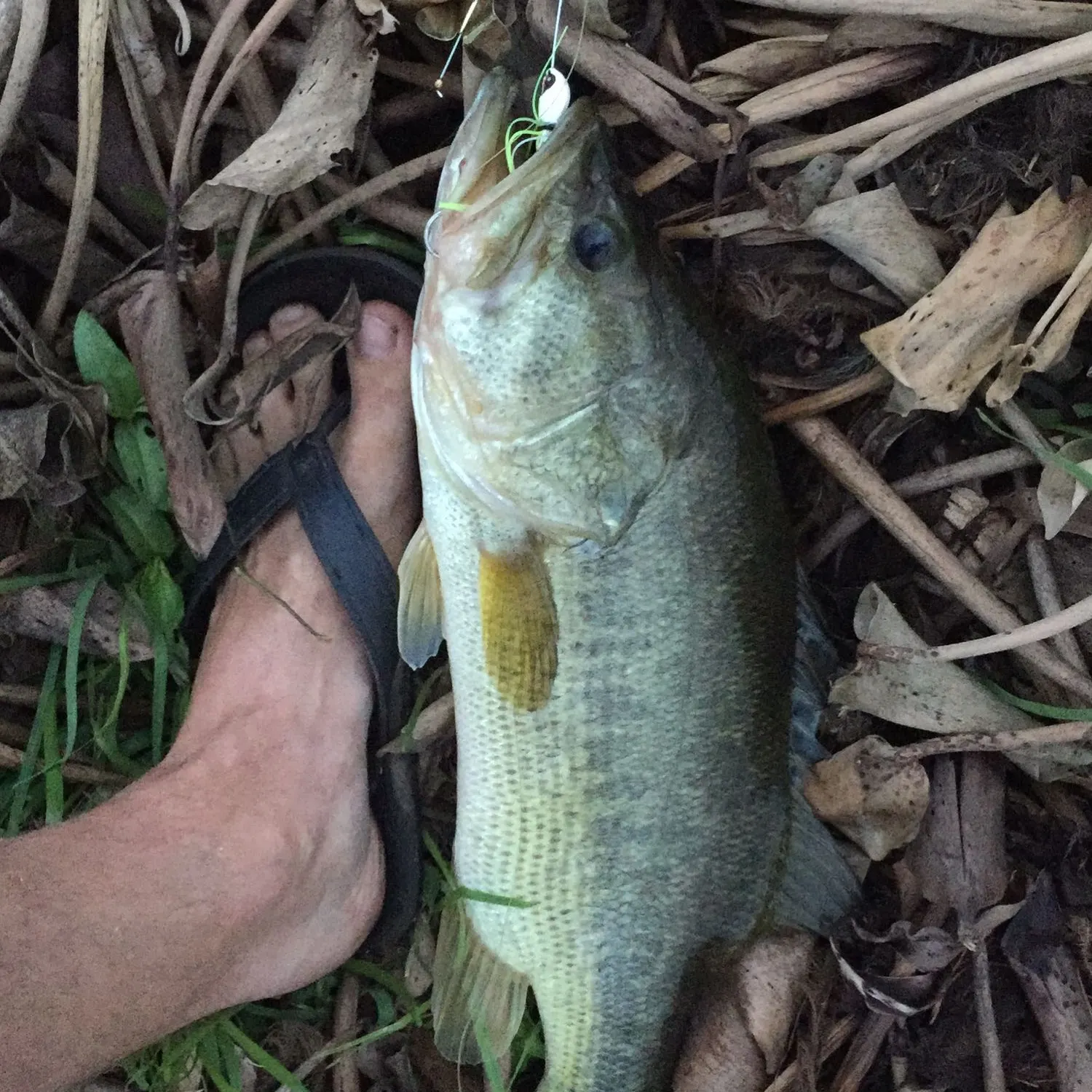 angler catch
