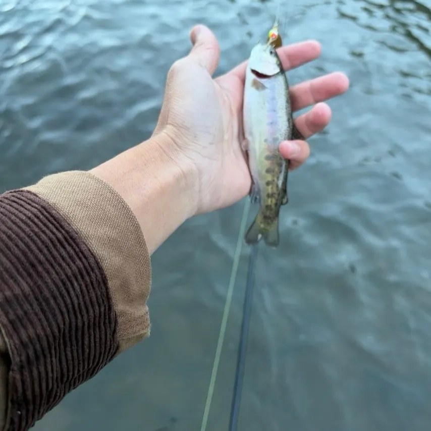 Rainbow trout caught on Fishbrain