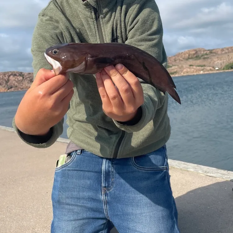 The most recent Tadpole fish catches on Fishbrain