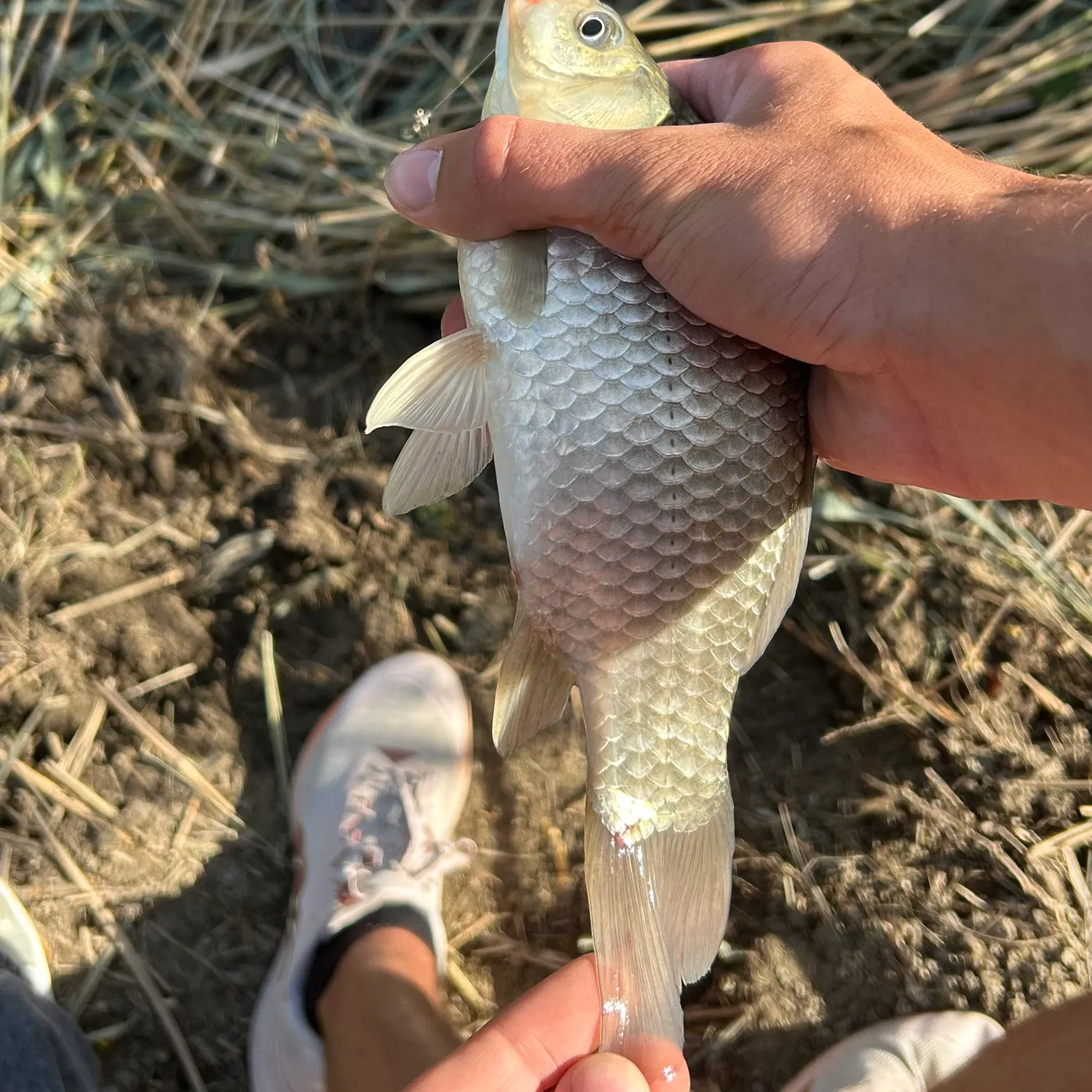 Common bream caught on Fishbrain