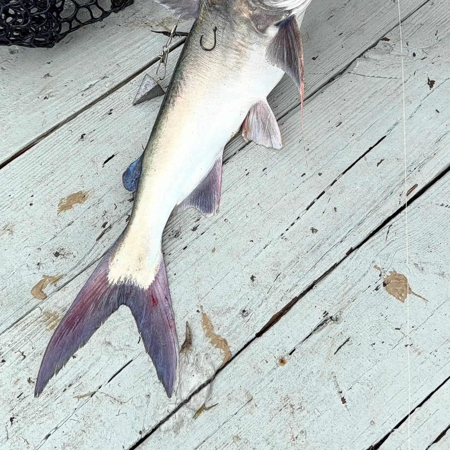 Blue catfish caught on Fishbrain