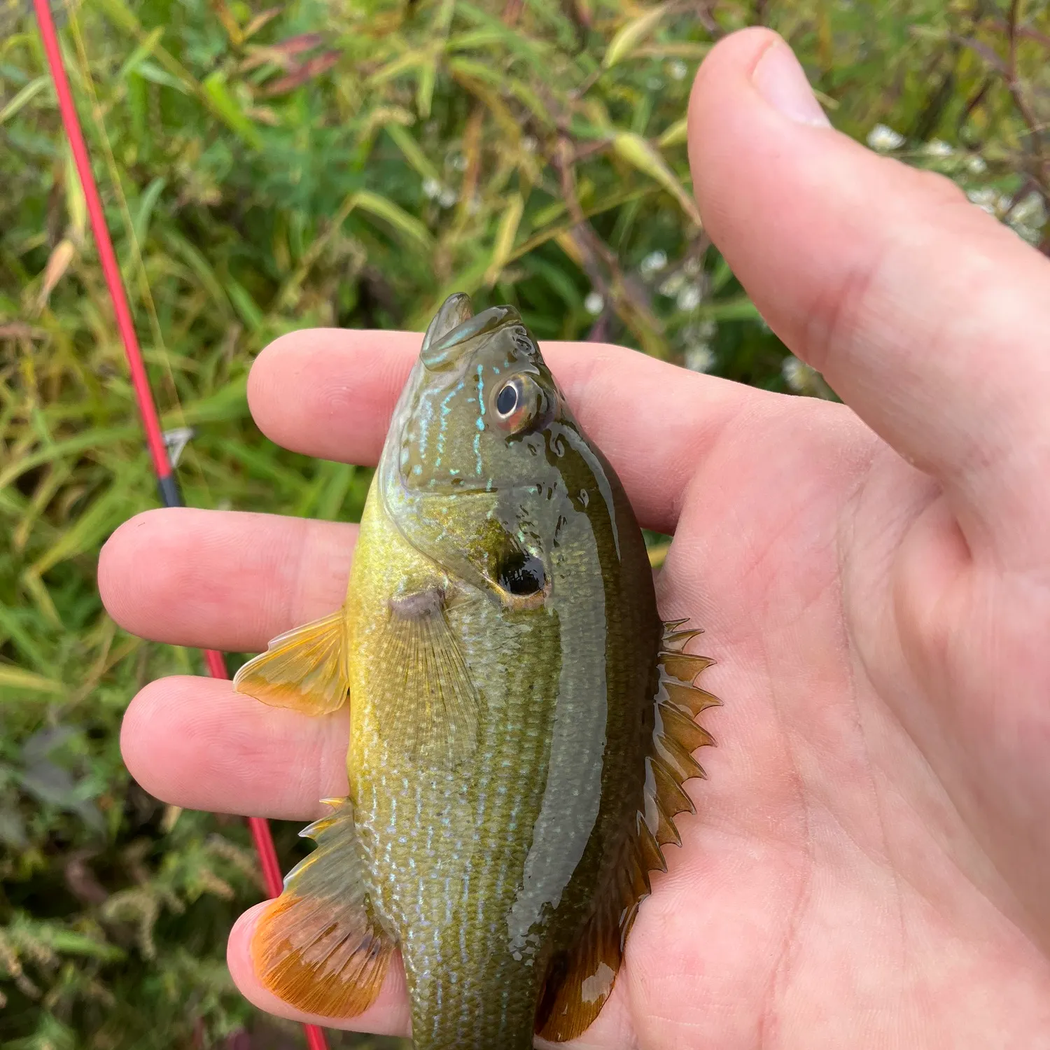 Green sunfish caught on Fishbrain
