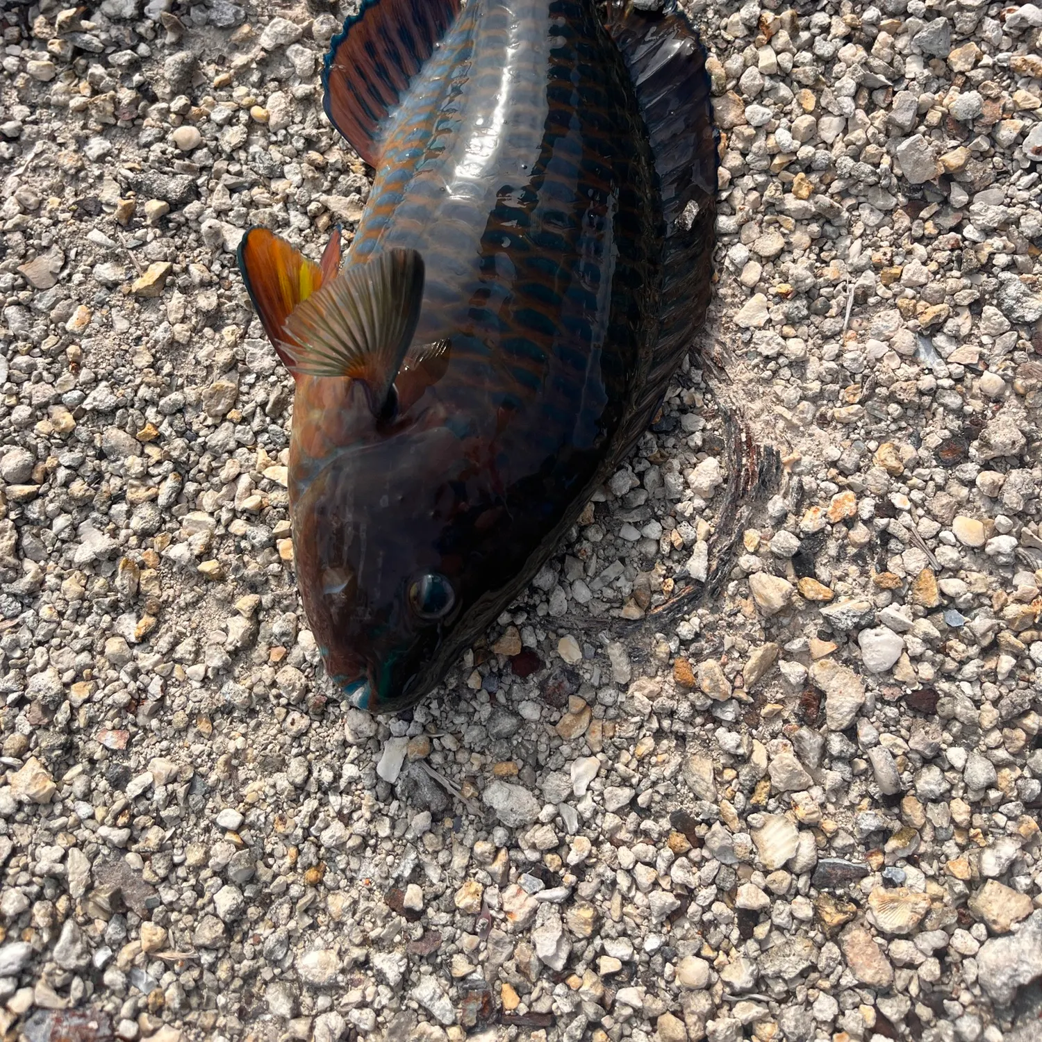 The most recent Rainbow parrotfish catches on Fishbrain