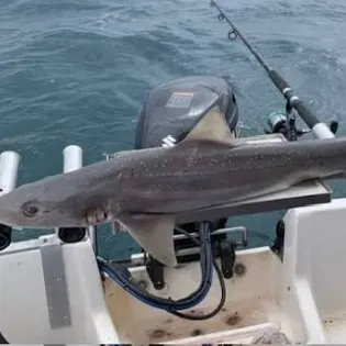 Gummy shark caught on Fishbrain