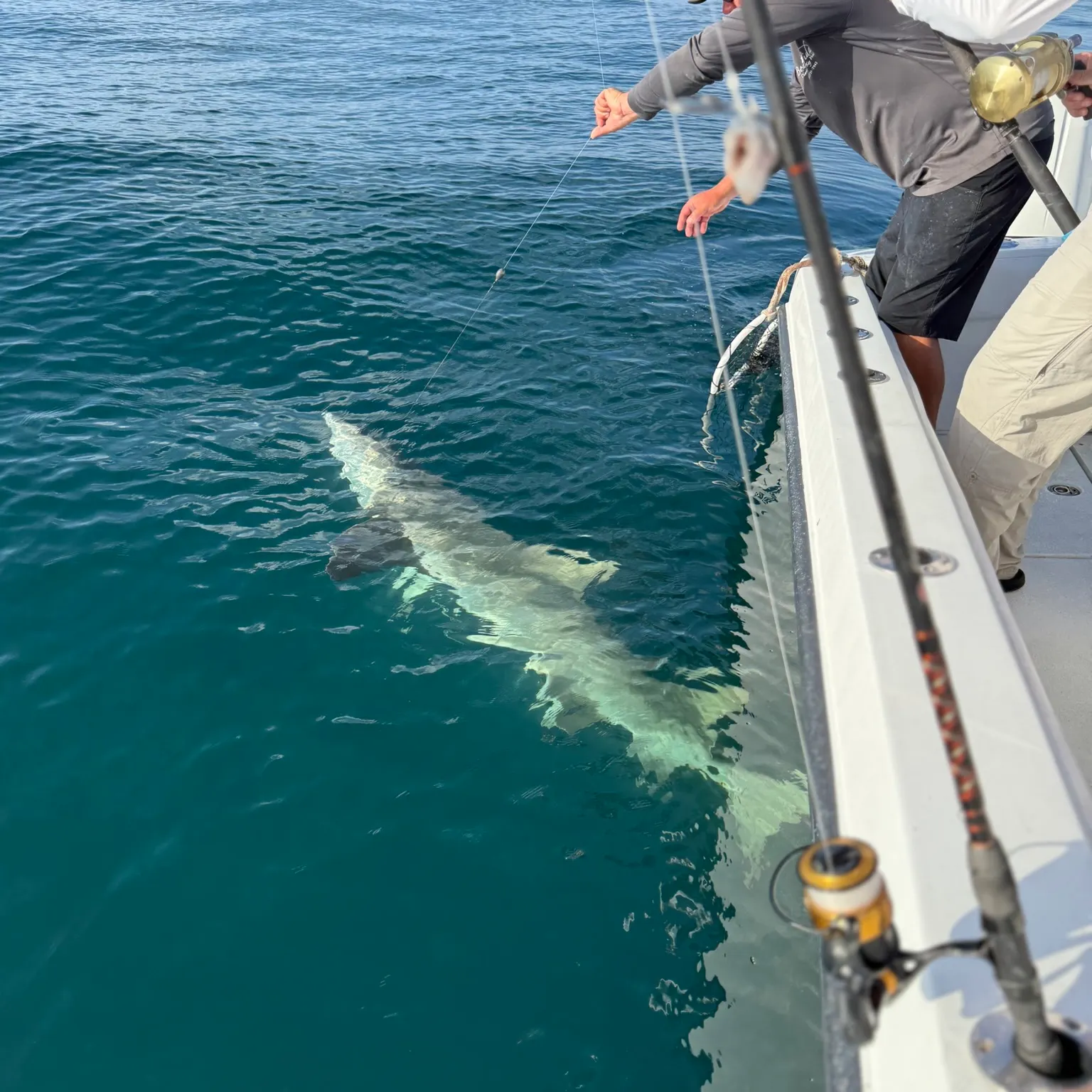 The most recent Lemon shark catches on Fishbrain