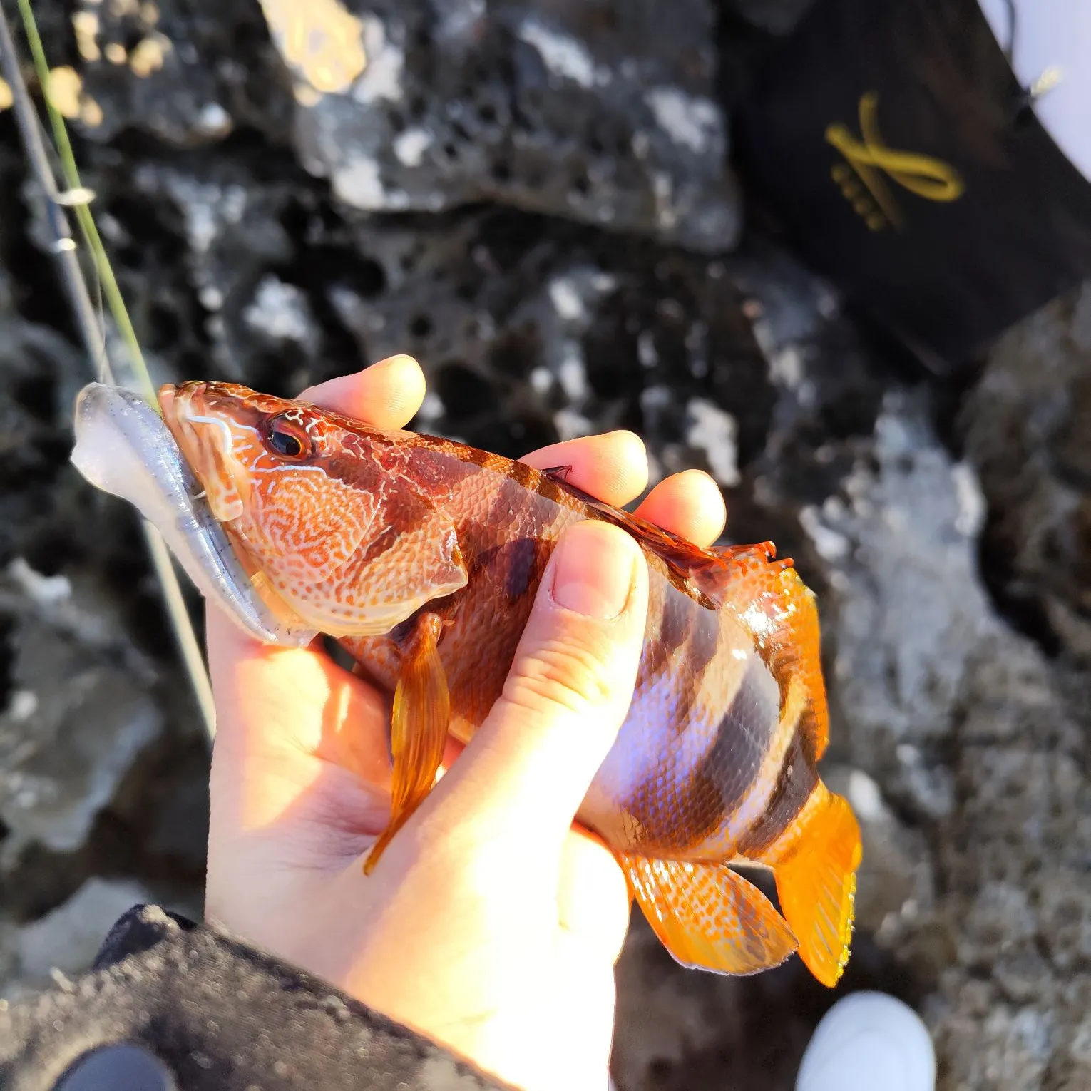 The most recent Painted comber catches on Fishbrain