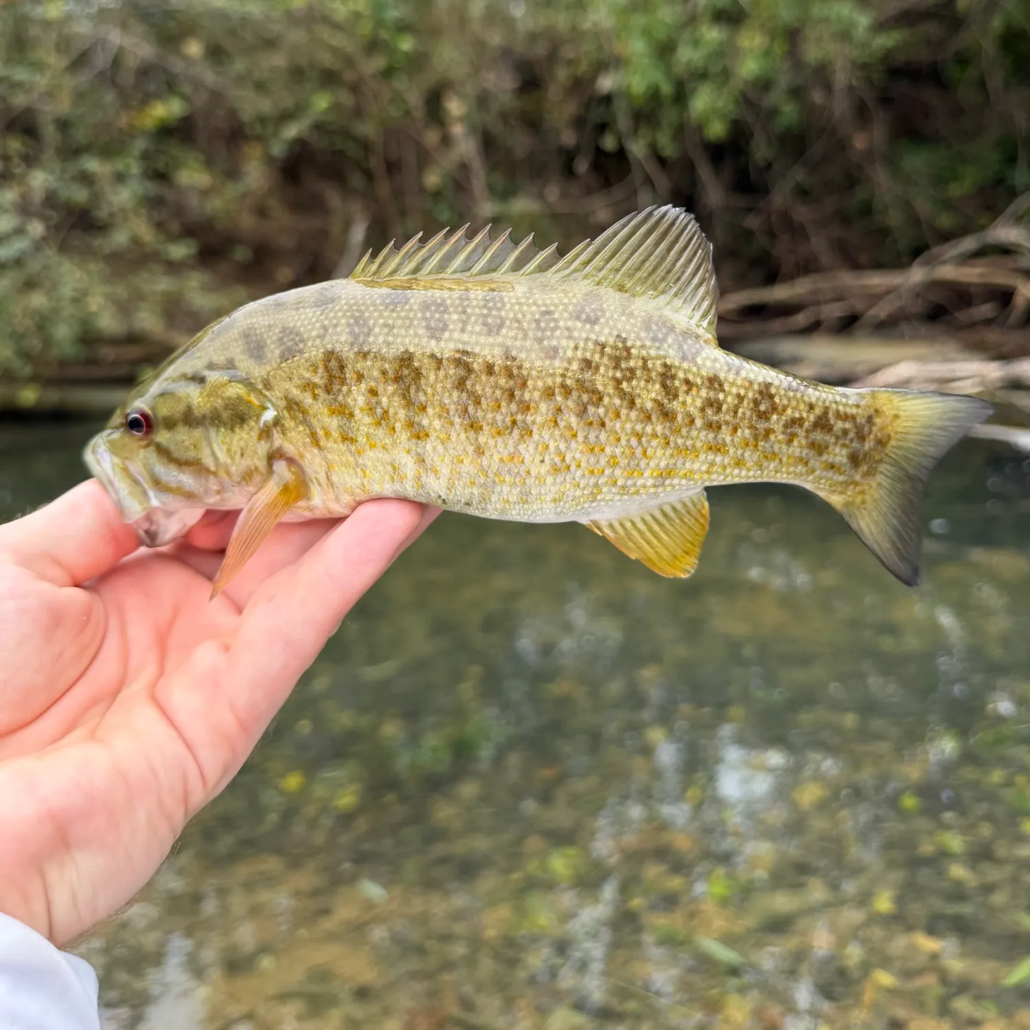 Smallmouth bass caught on Fishbrain