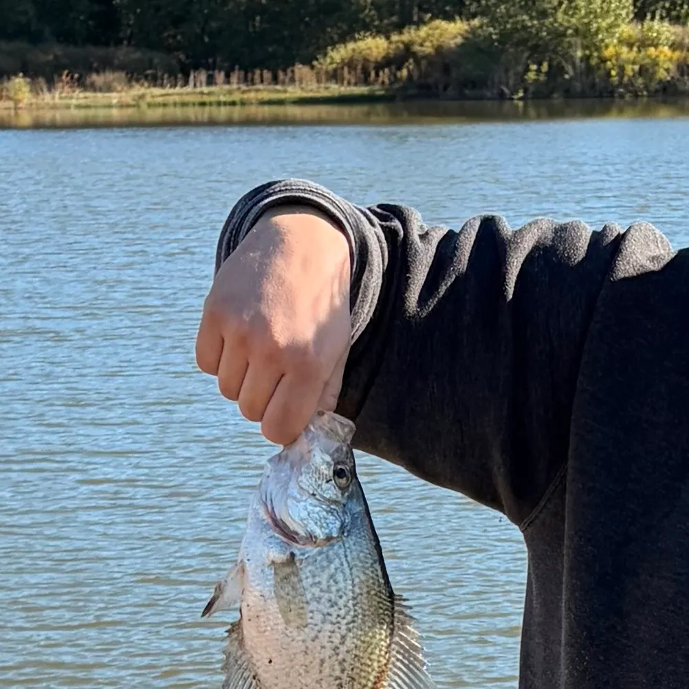 Black crappie caught on Fishbrain