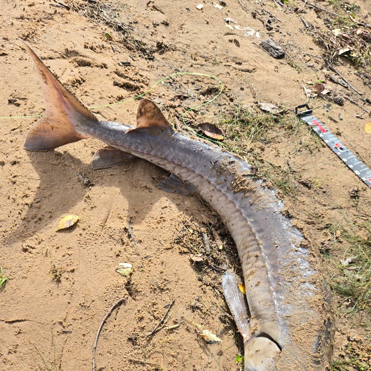 The most recent Lake sturgeon catches on Fishbrain