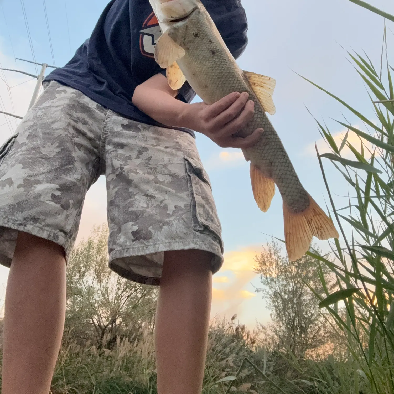 Utah sucker caught on Fishbrain