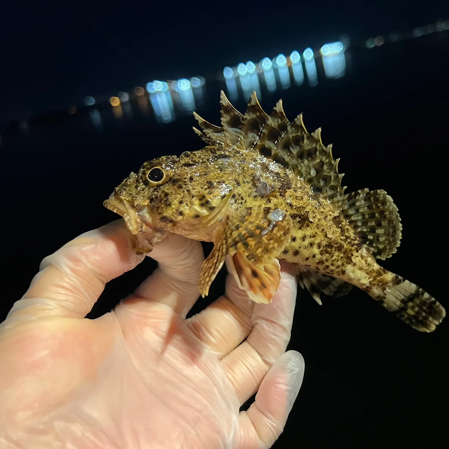 The most recent California scorpionfish catches on Fishbrain
