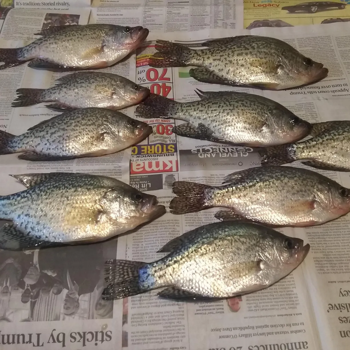 recently logged catches