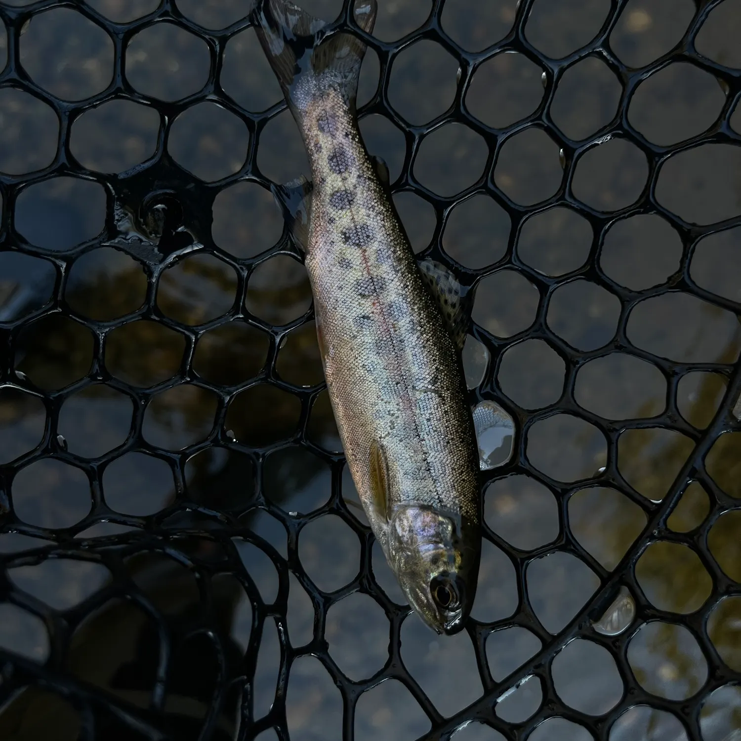 Rainbow trout caught on Fishbrain