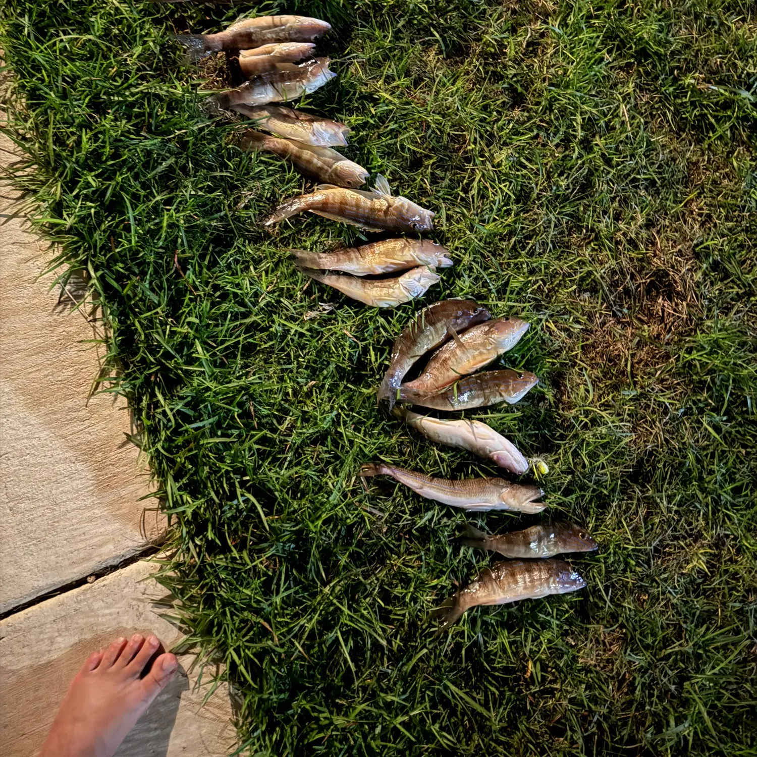 recently logged catches