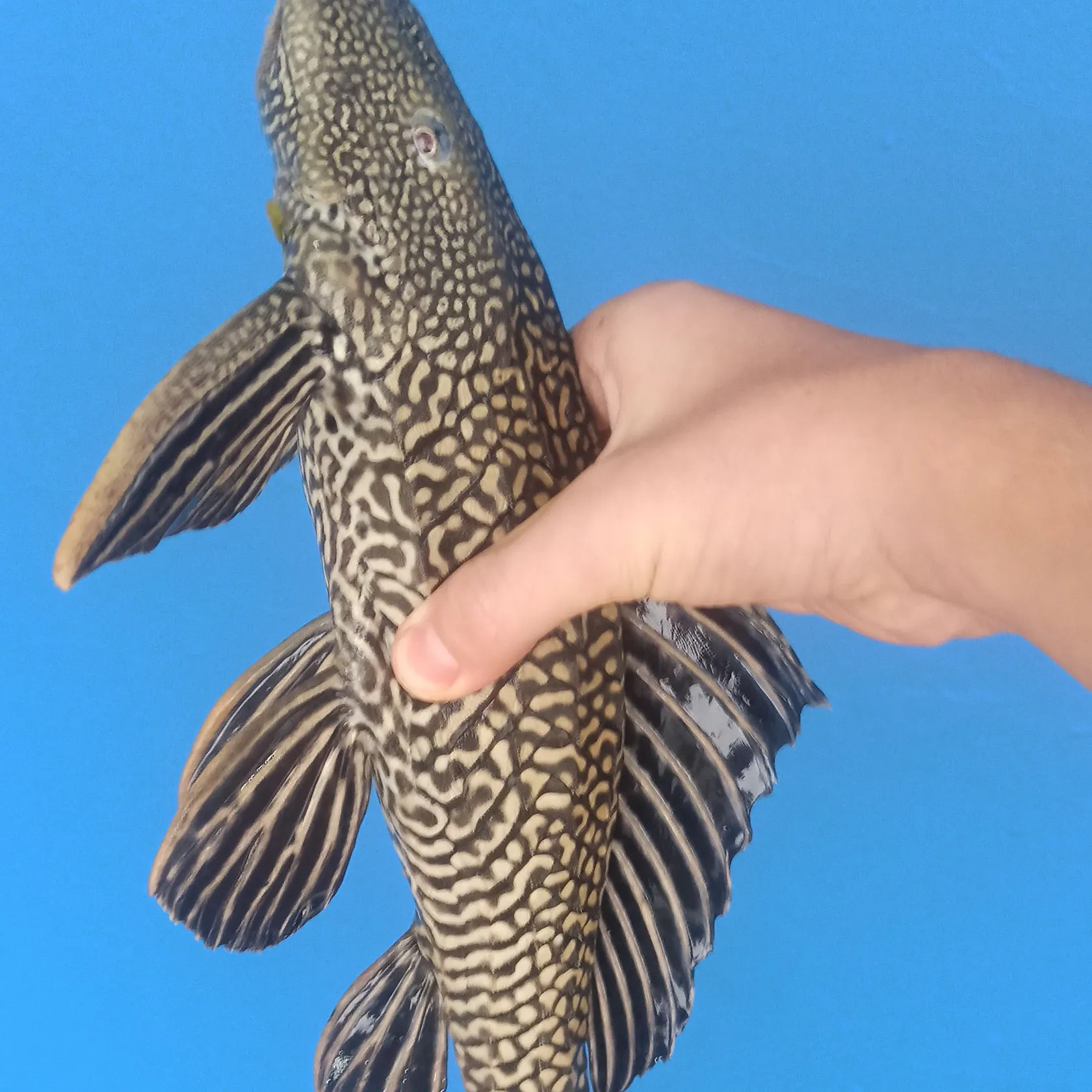The most recent Snow Pleco catches on Fishbrain