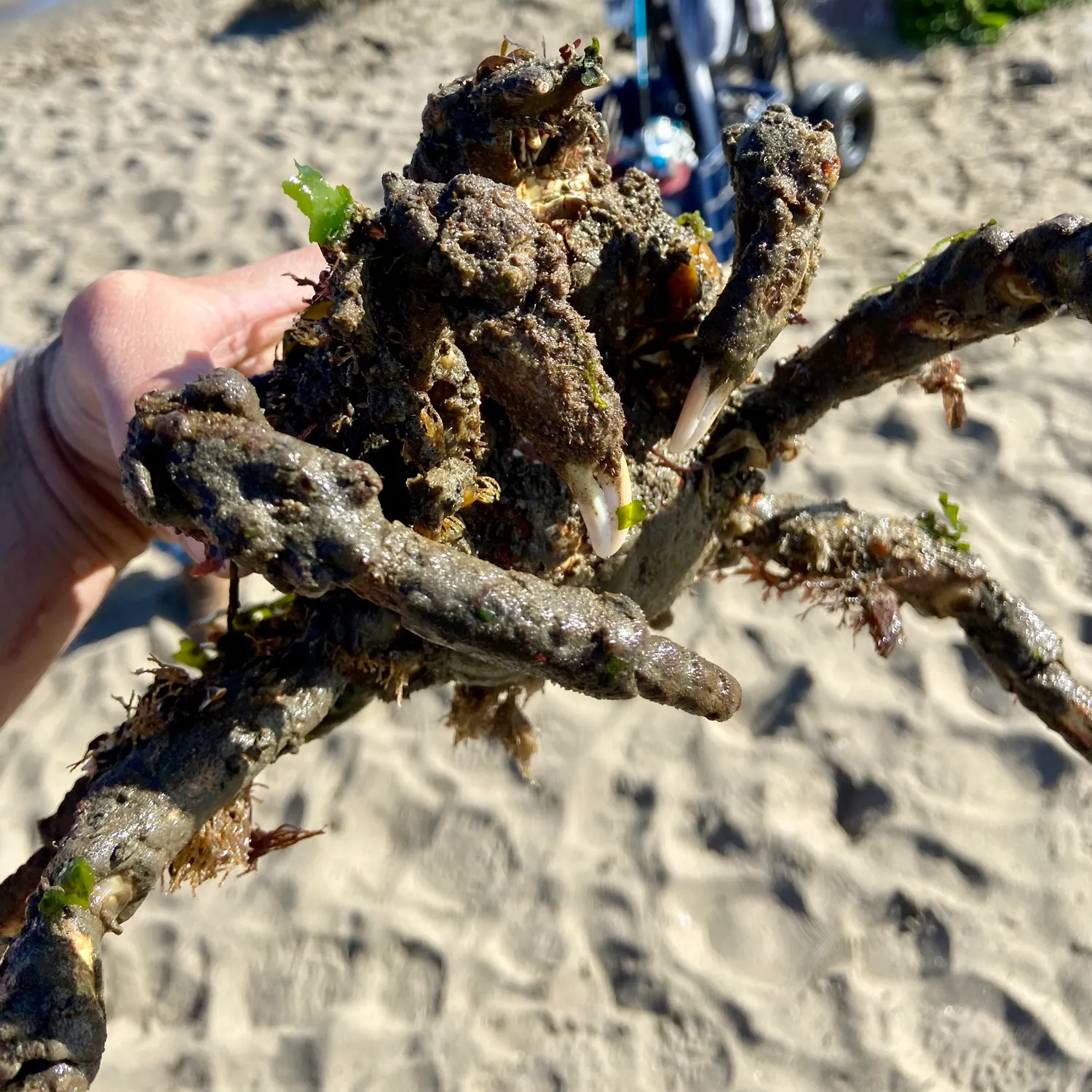 The most recent European spider crab catches on Fishbrain