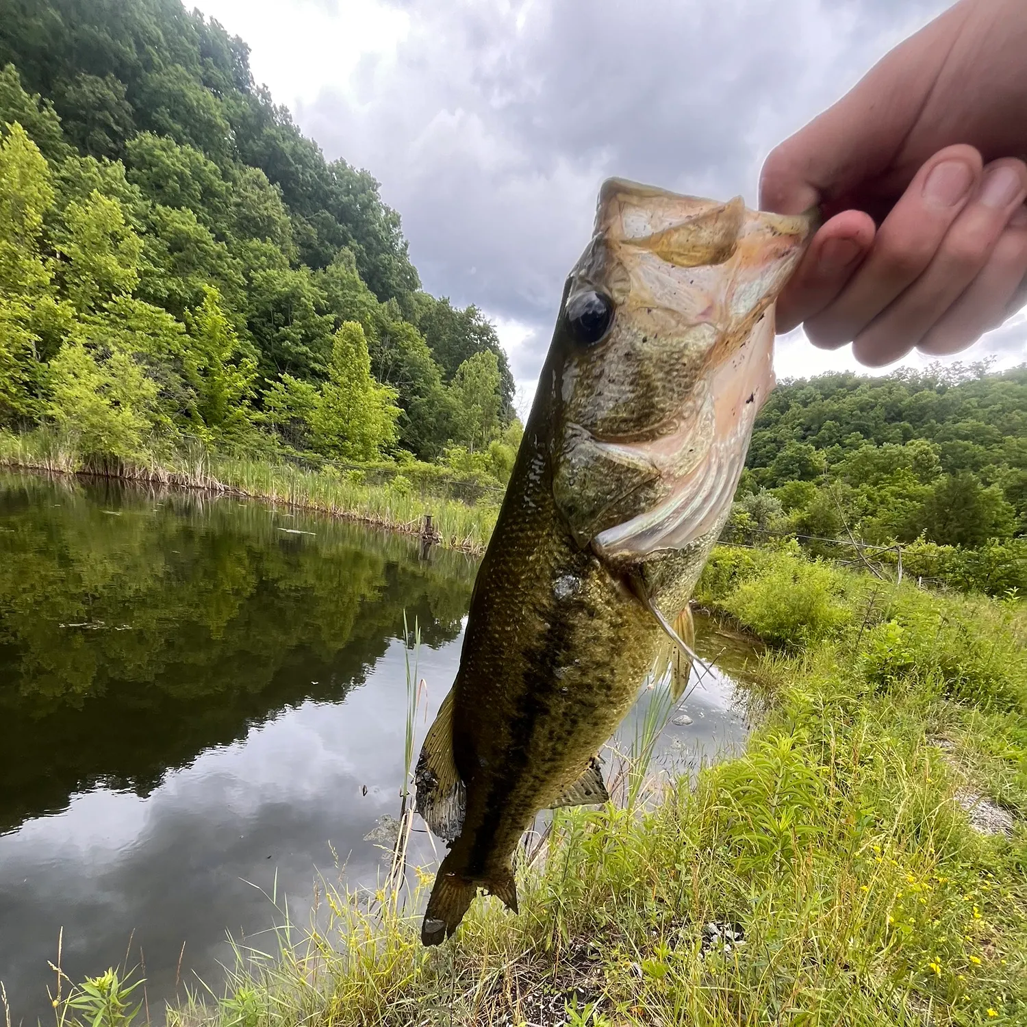 Largemouth bass caught on Fishbrain
