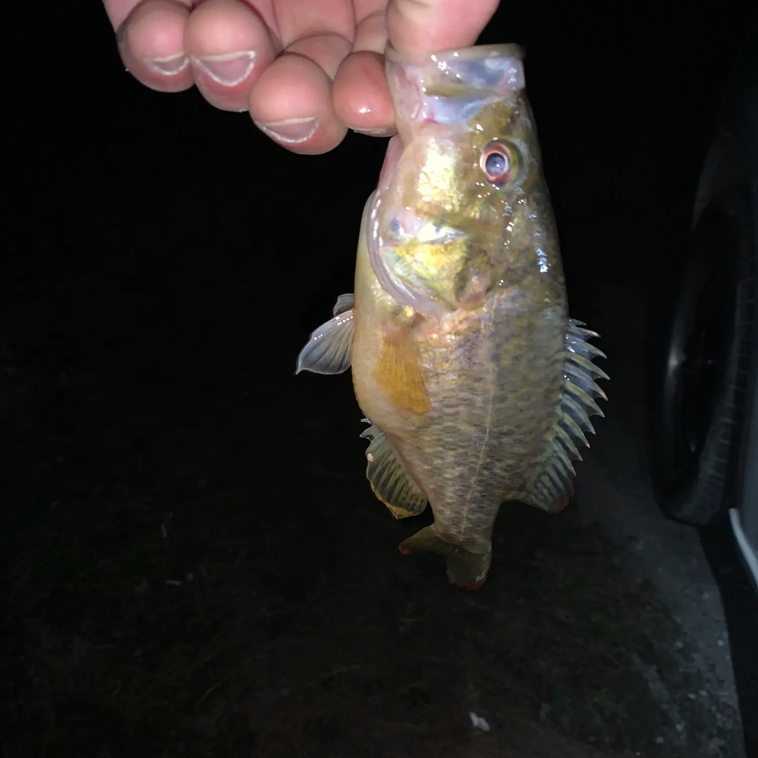 The most recent Warmouth catches on Fishbrain