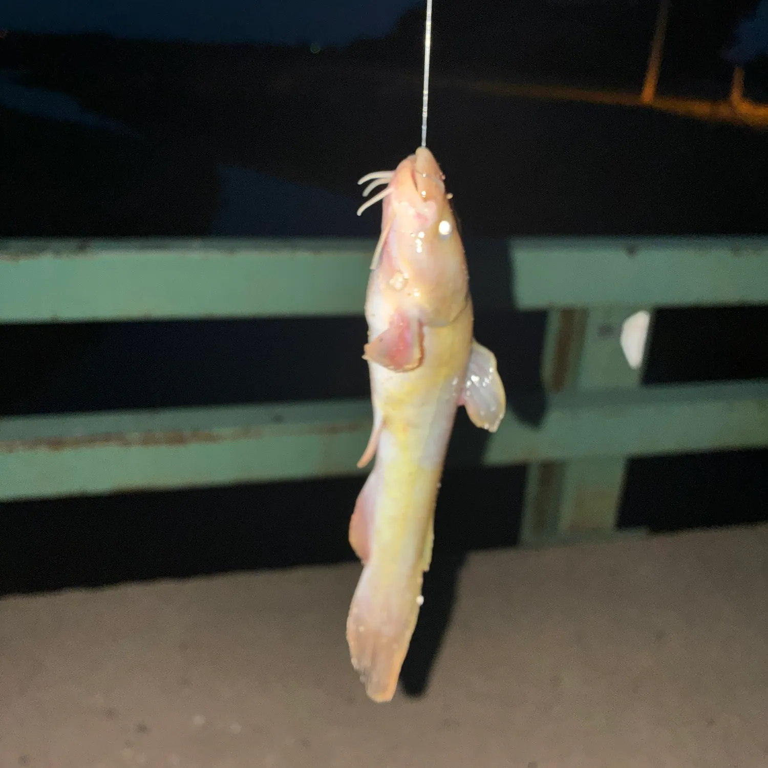 Yellow bullhead caught on Fishbrain