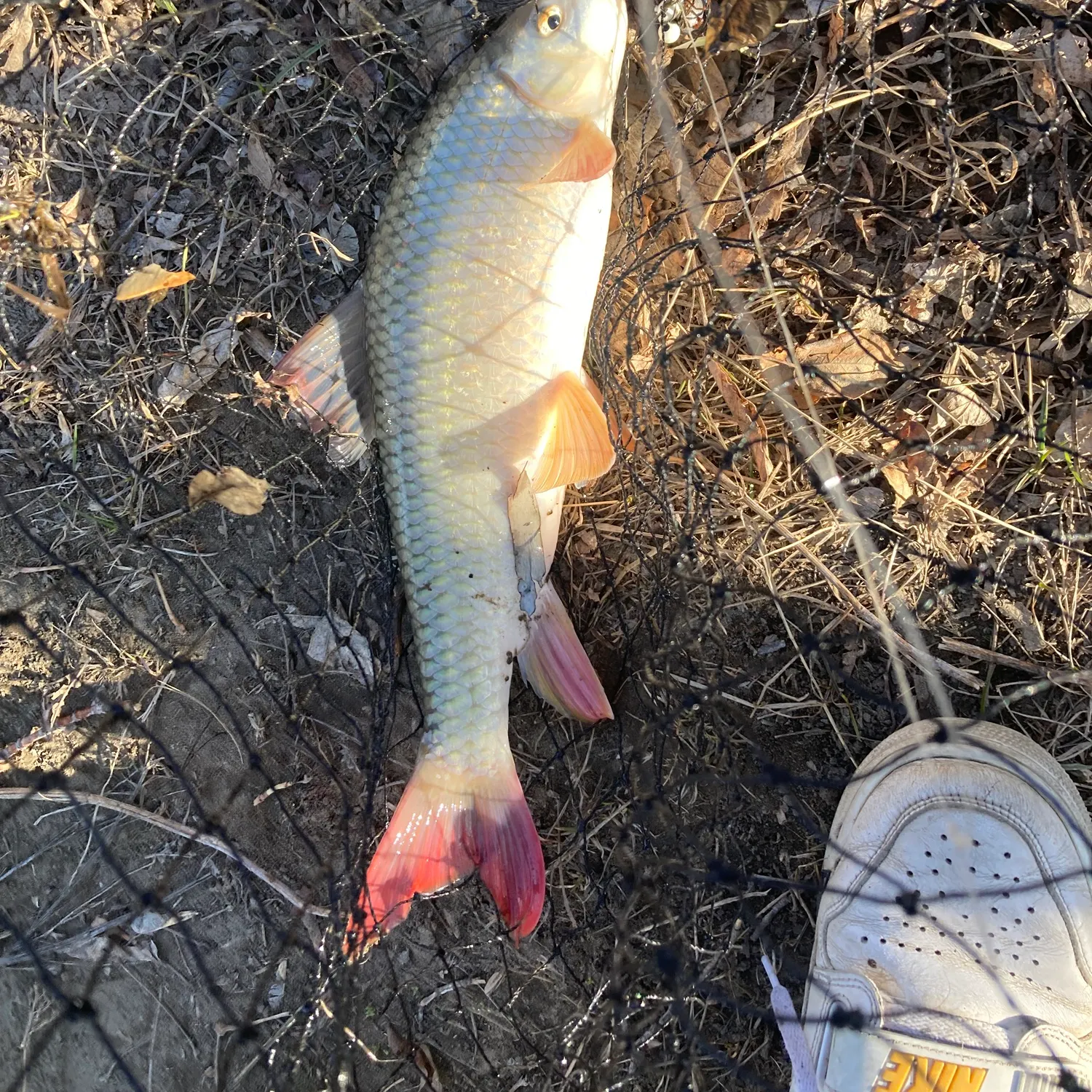 The most recent Greater redhorse catches on Fishbrain