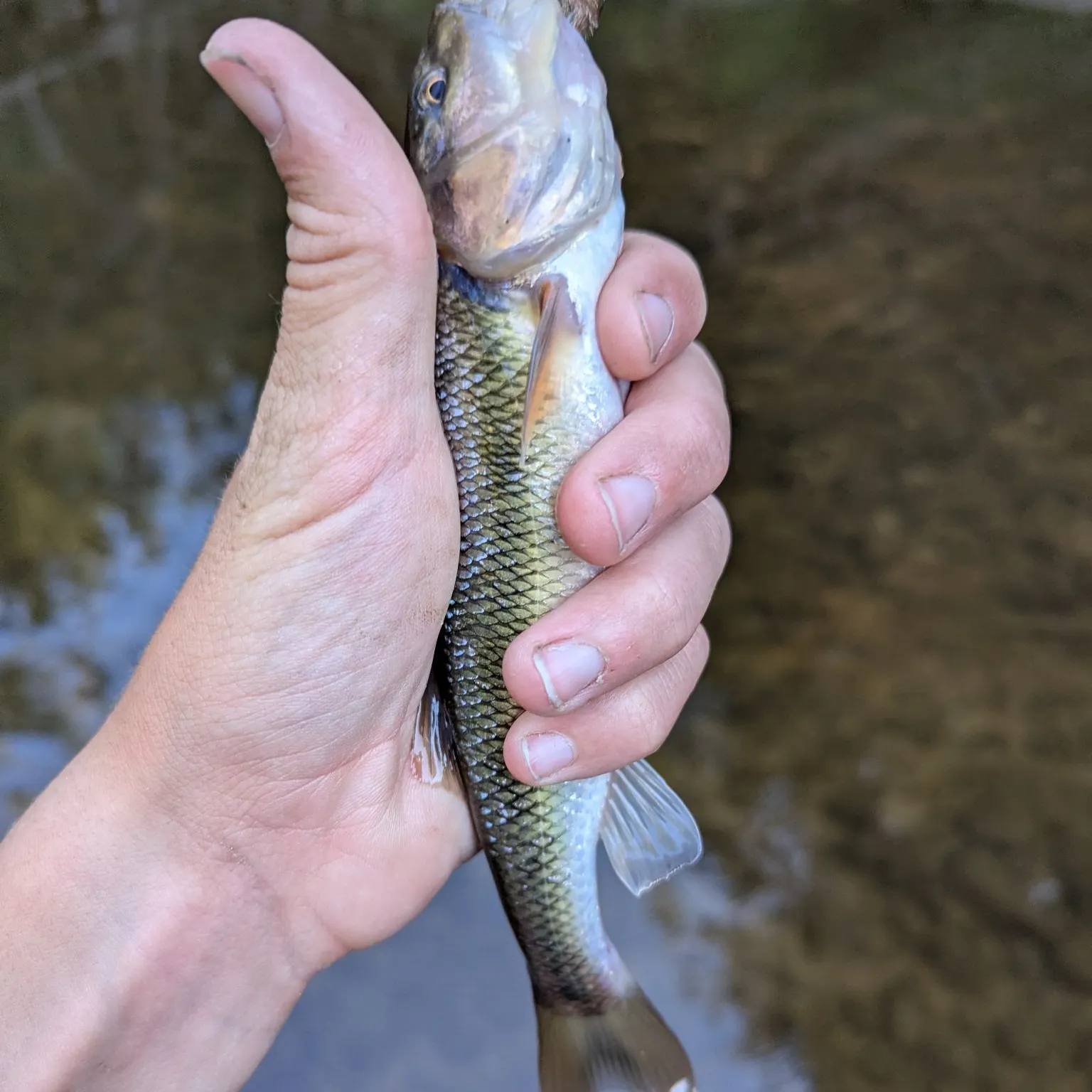 Fallfish caught on Fishbrain
