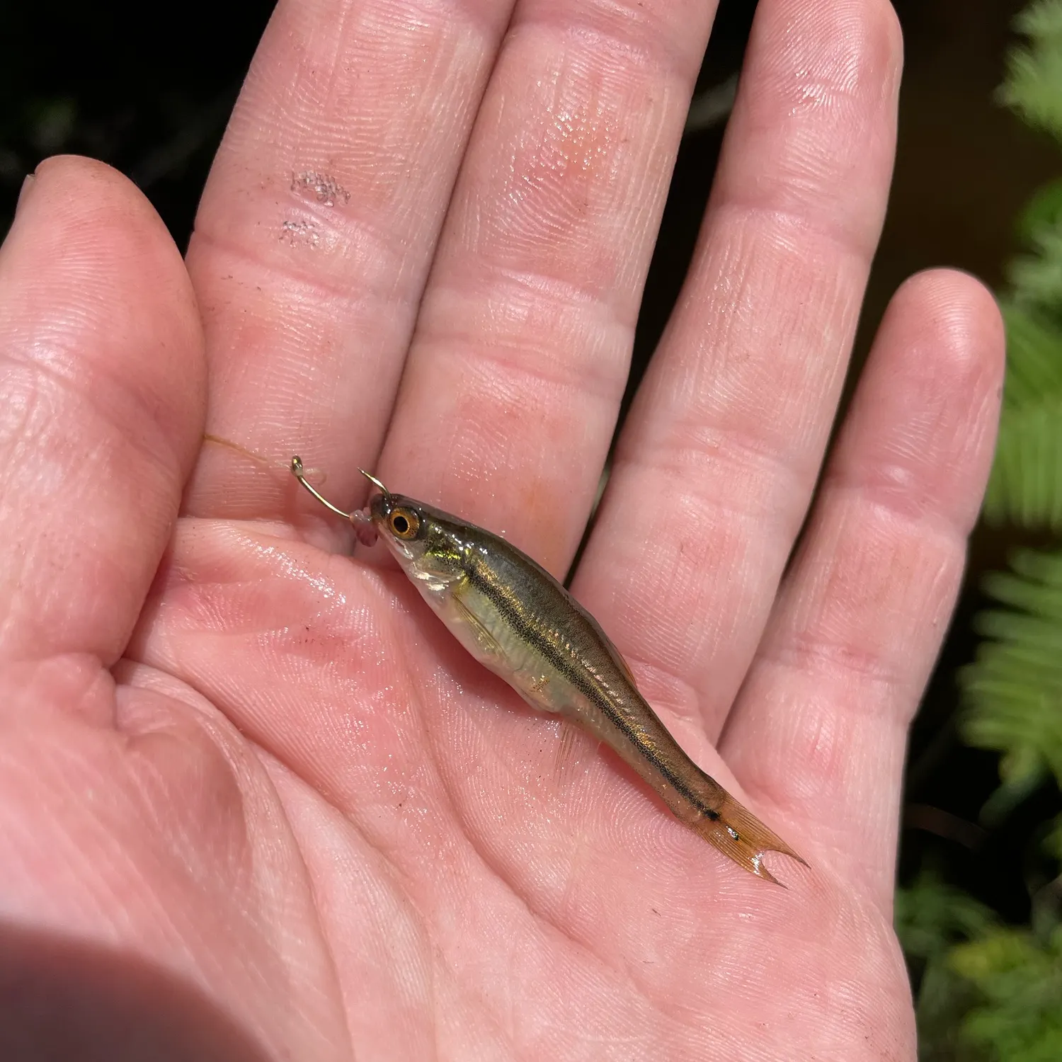 The most recent Finescale dace catches on Fishbrain