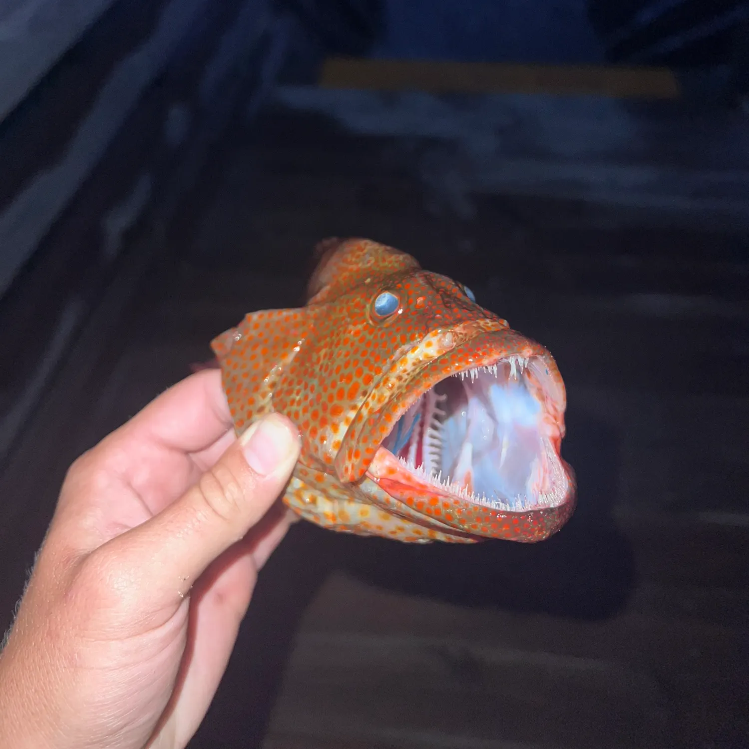 angler catch