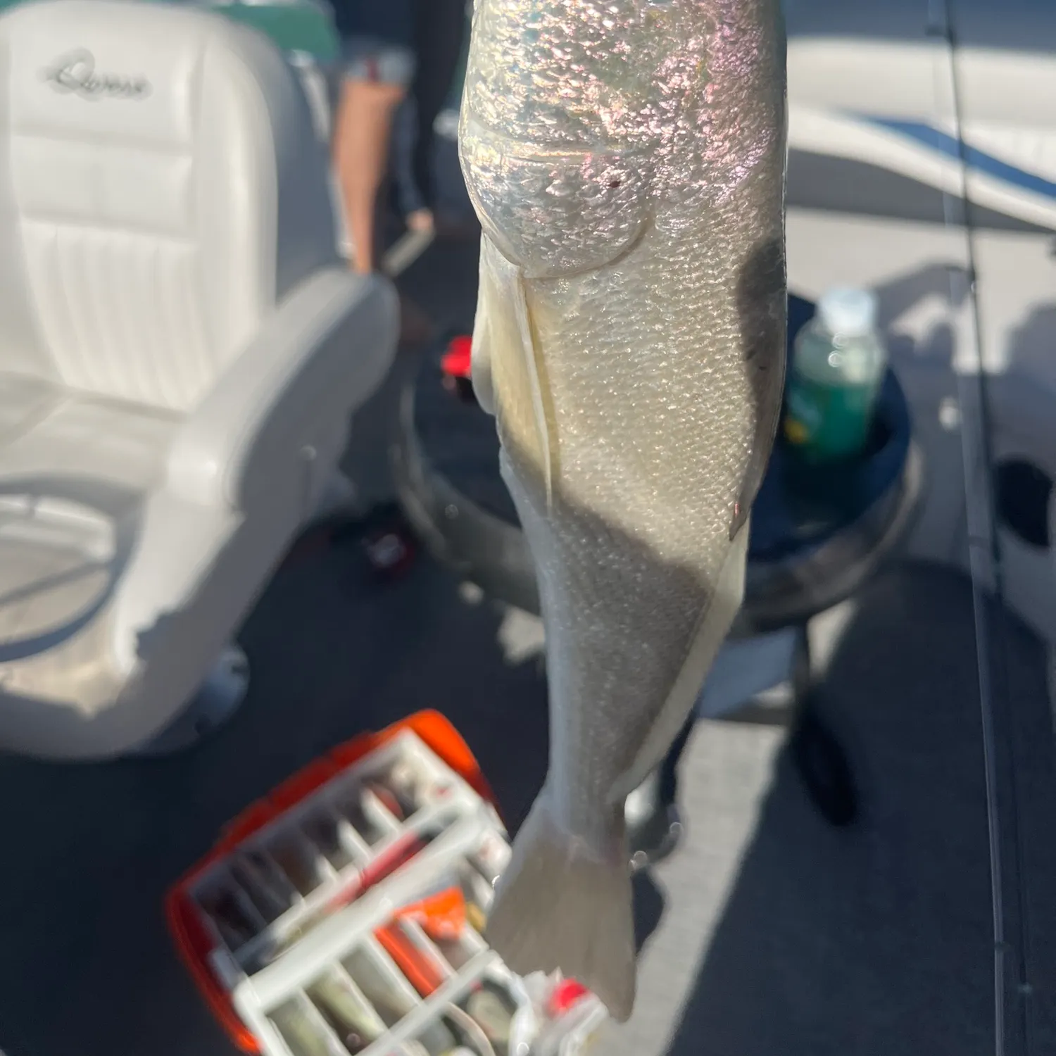 The most recent Southern kingcroaker catches on Fishbrain