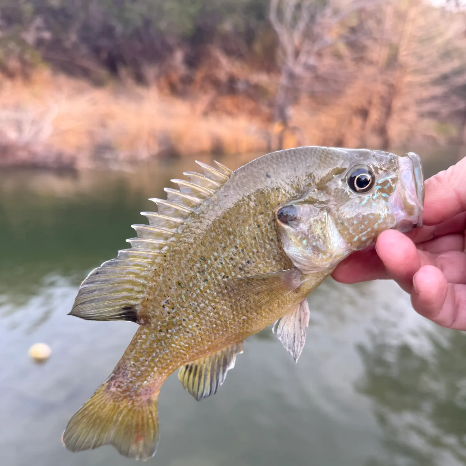 The most recent Green sunfish catches on Fishbrain