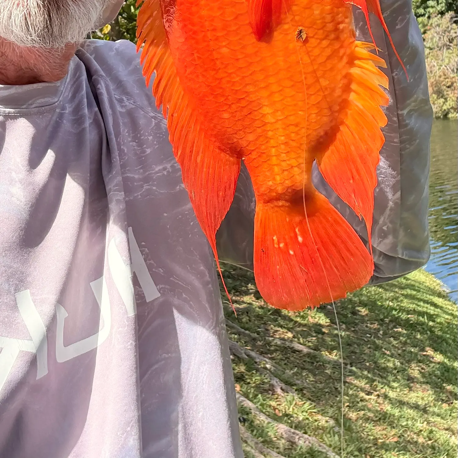The most recent Red devil cichlid catches on Fishbrain