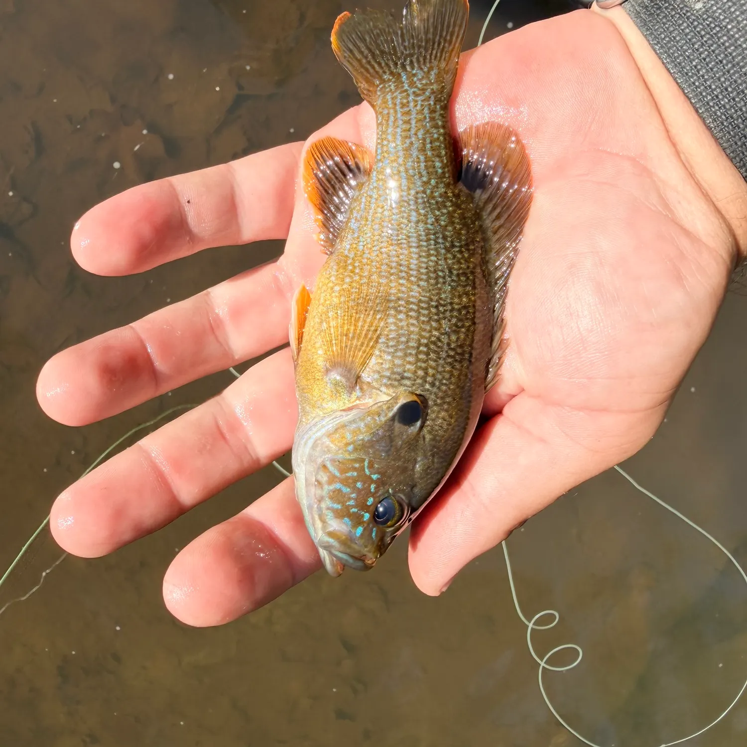 Green sunfish caught on Fishbrain