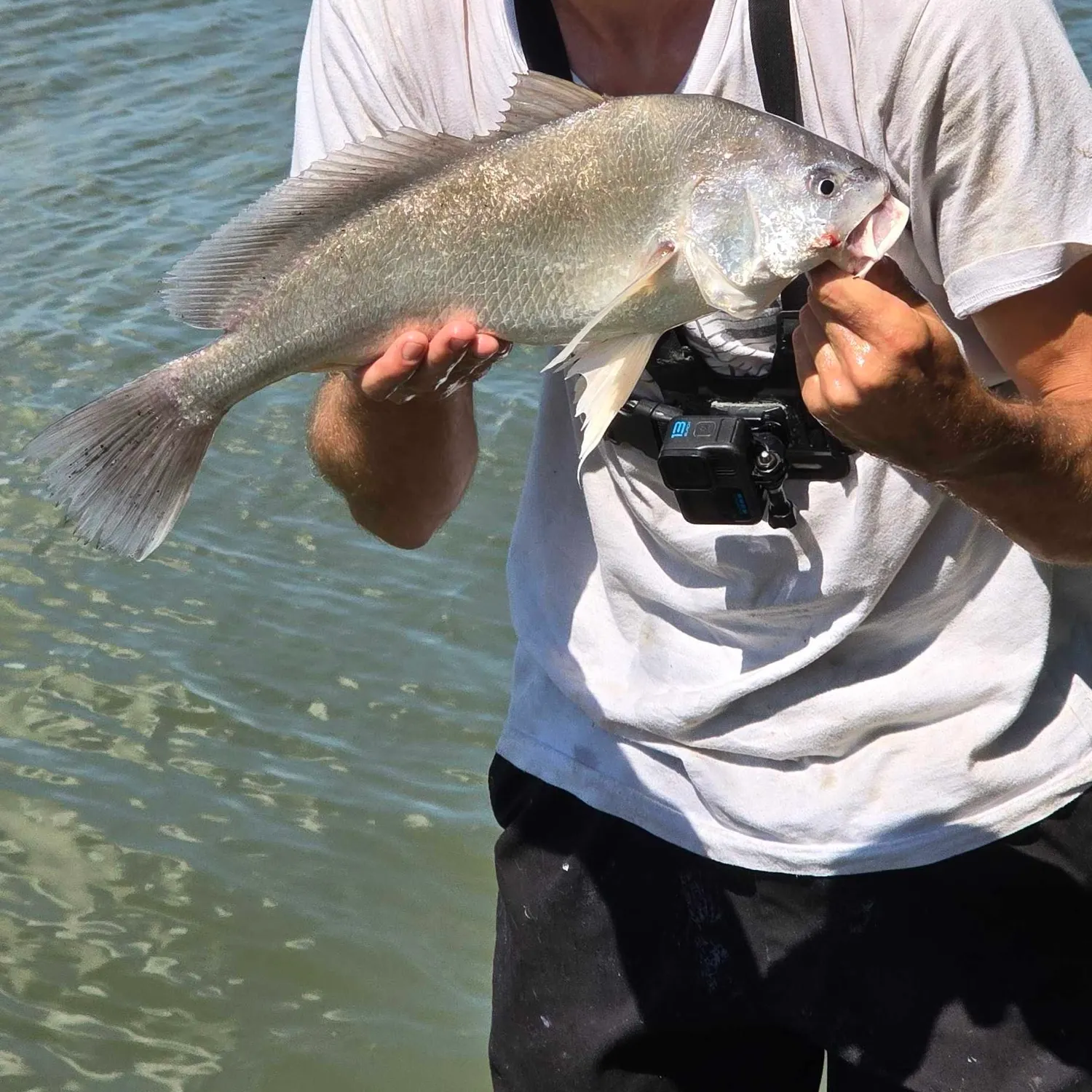 Freshwater drum caught on Fishbrain