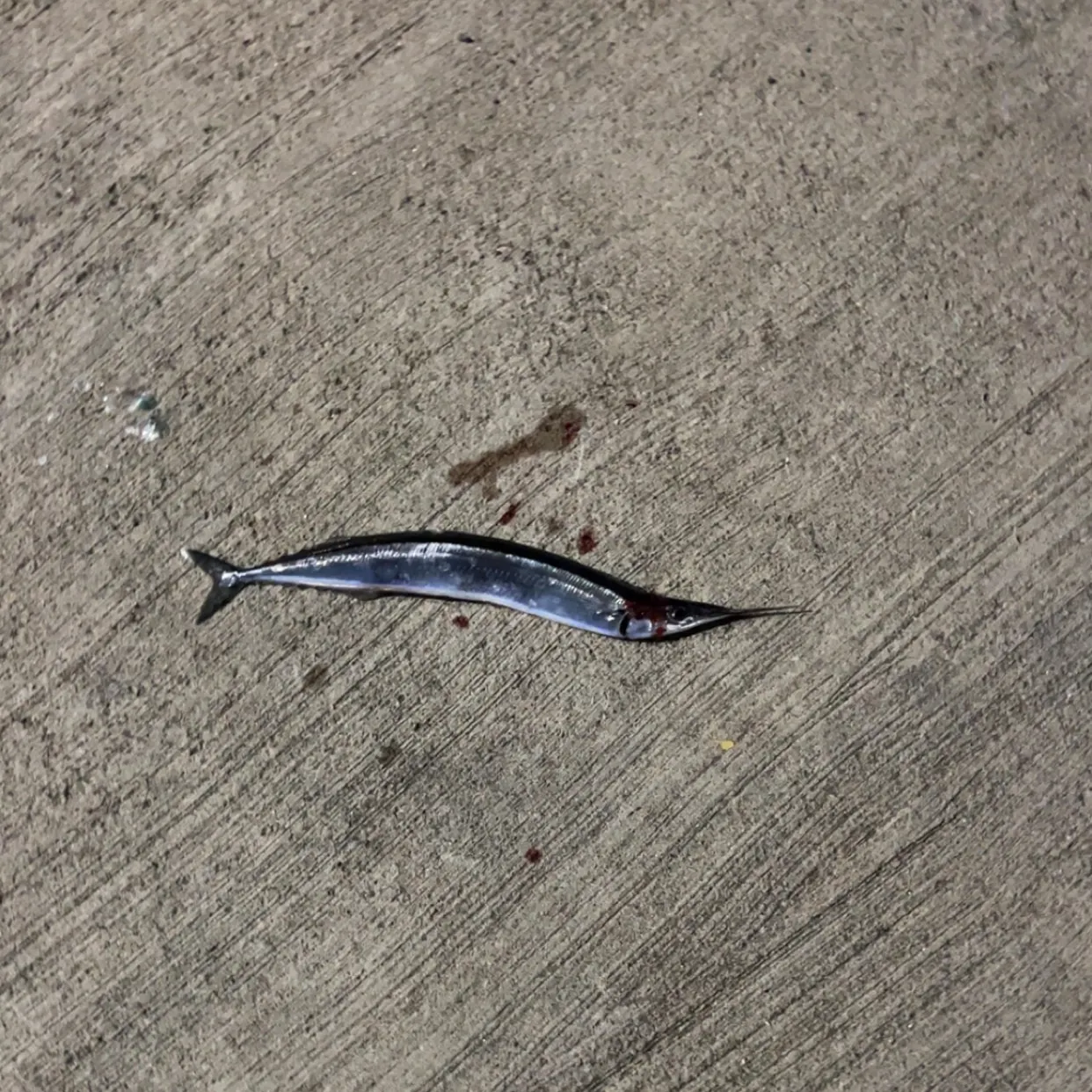 The most recent Atlantic needlefish catches on Fishbrain