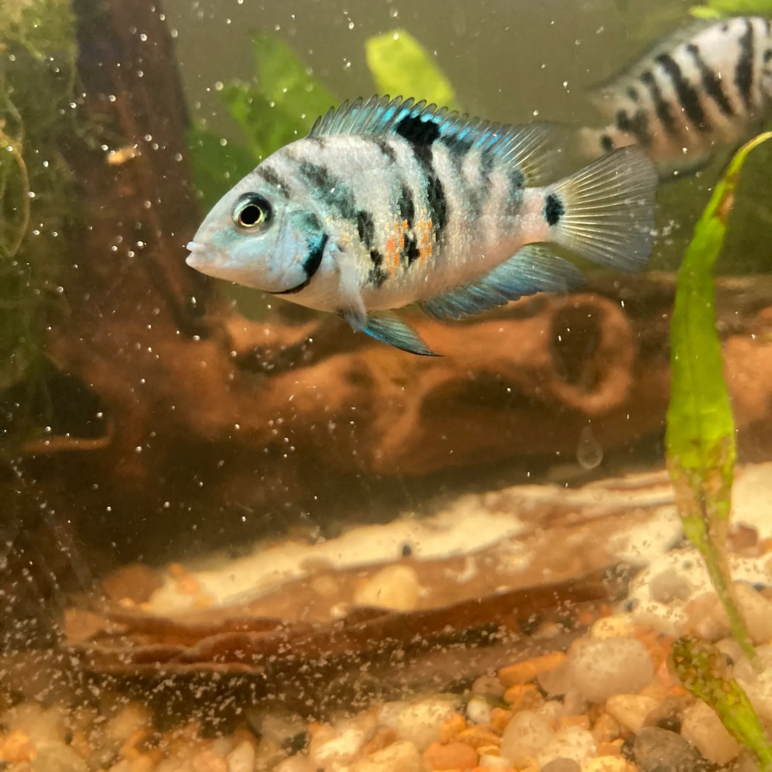 The most recent Convict cichlid catches on Fishbrain