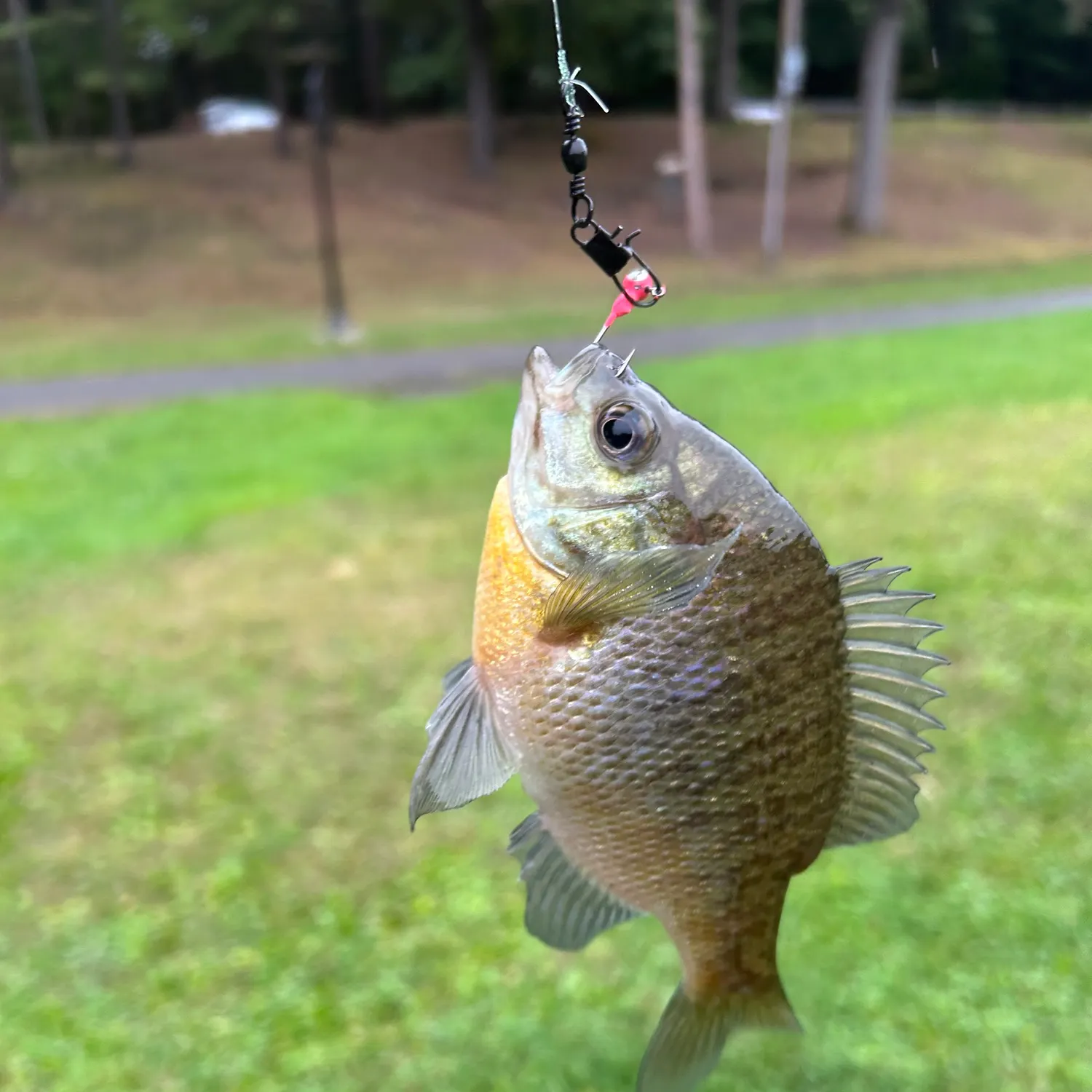 Bluegill caught on Fishbrain