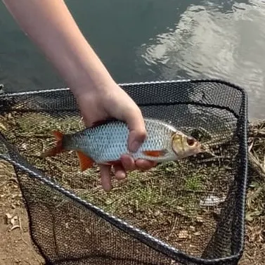 Common roach caught on Fishbrain