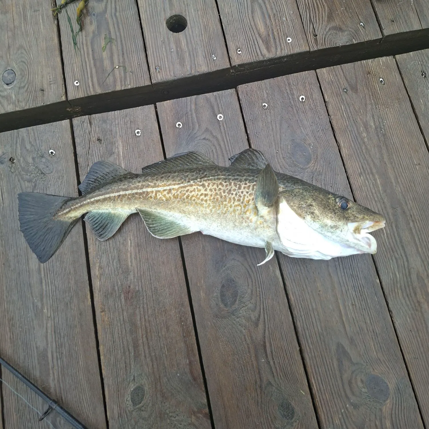 The most recent Atlantic cod catches on Fishbrain