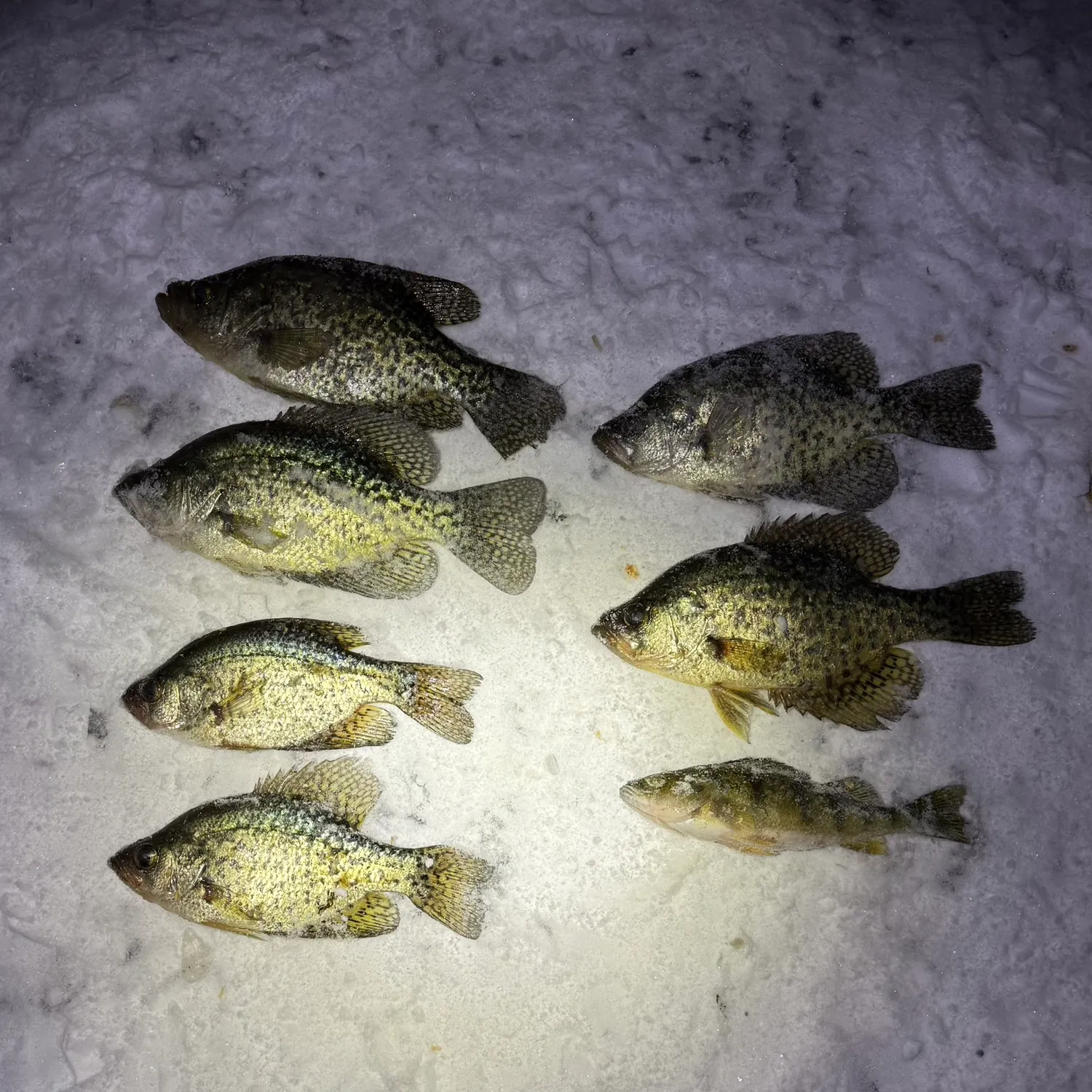 recently logged catches