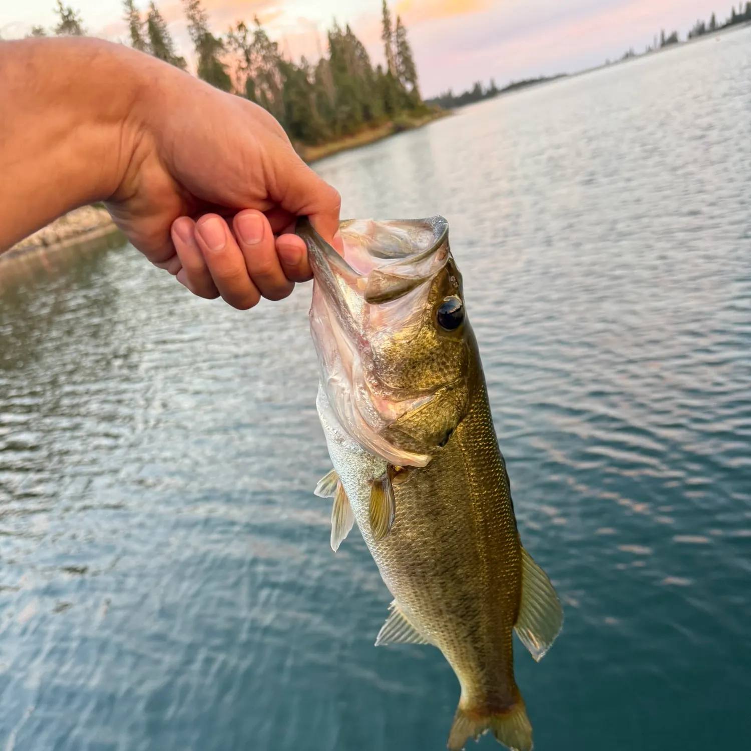Fish caught on Fishbrain