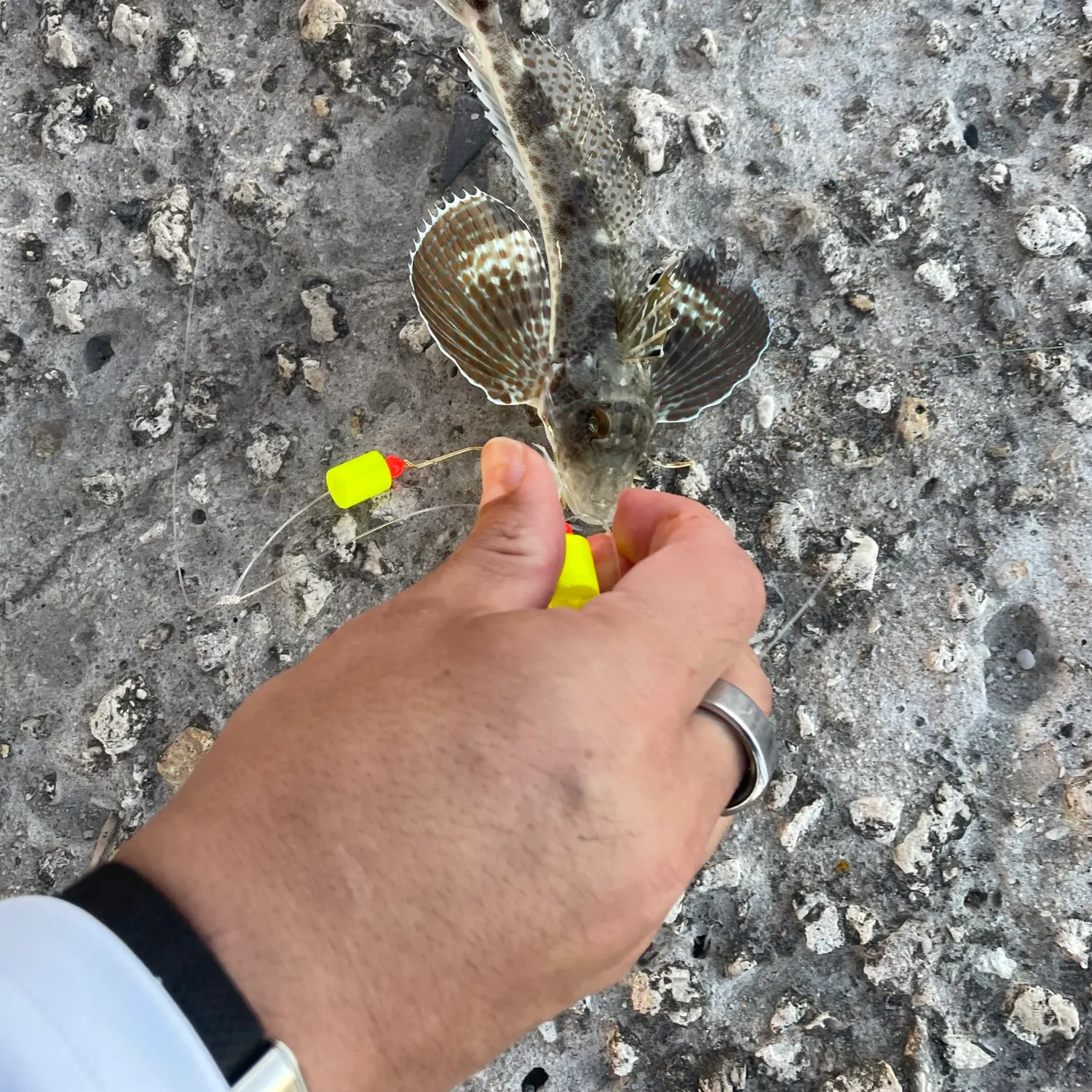 The most recent Lumptail searobin catches on Fishbrain