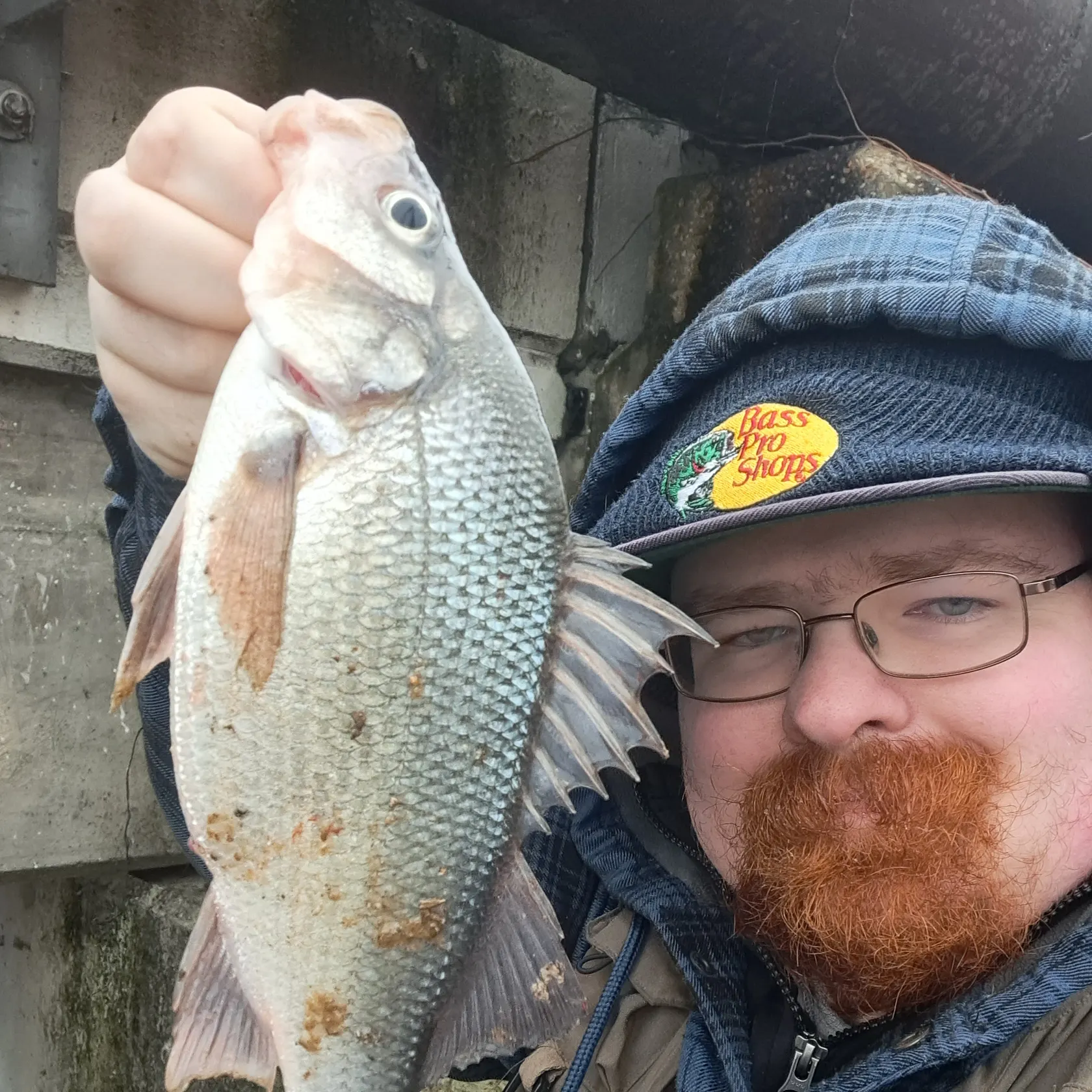 The most recent White perch catches on Fishbrain