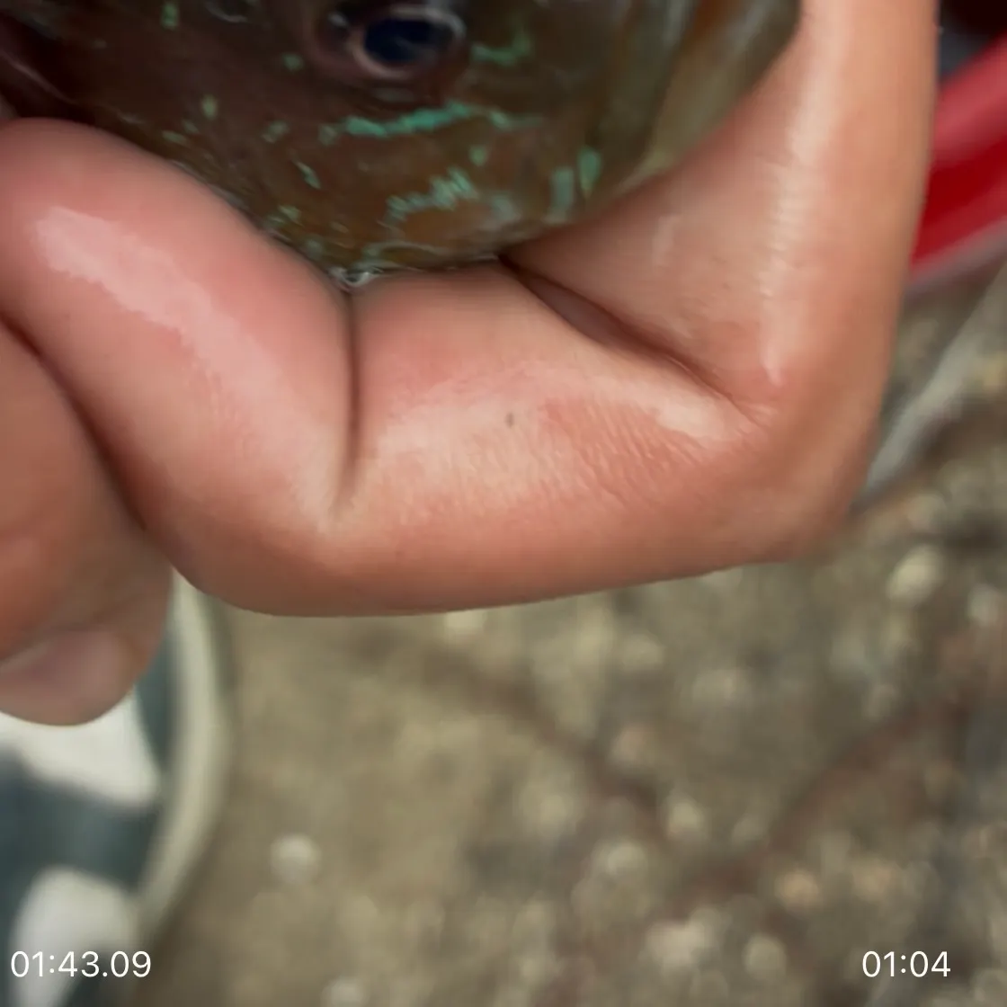 catch