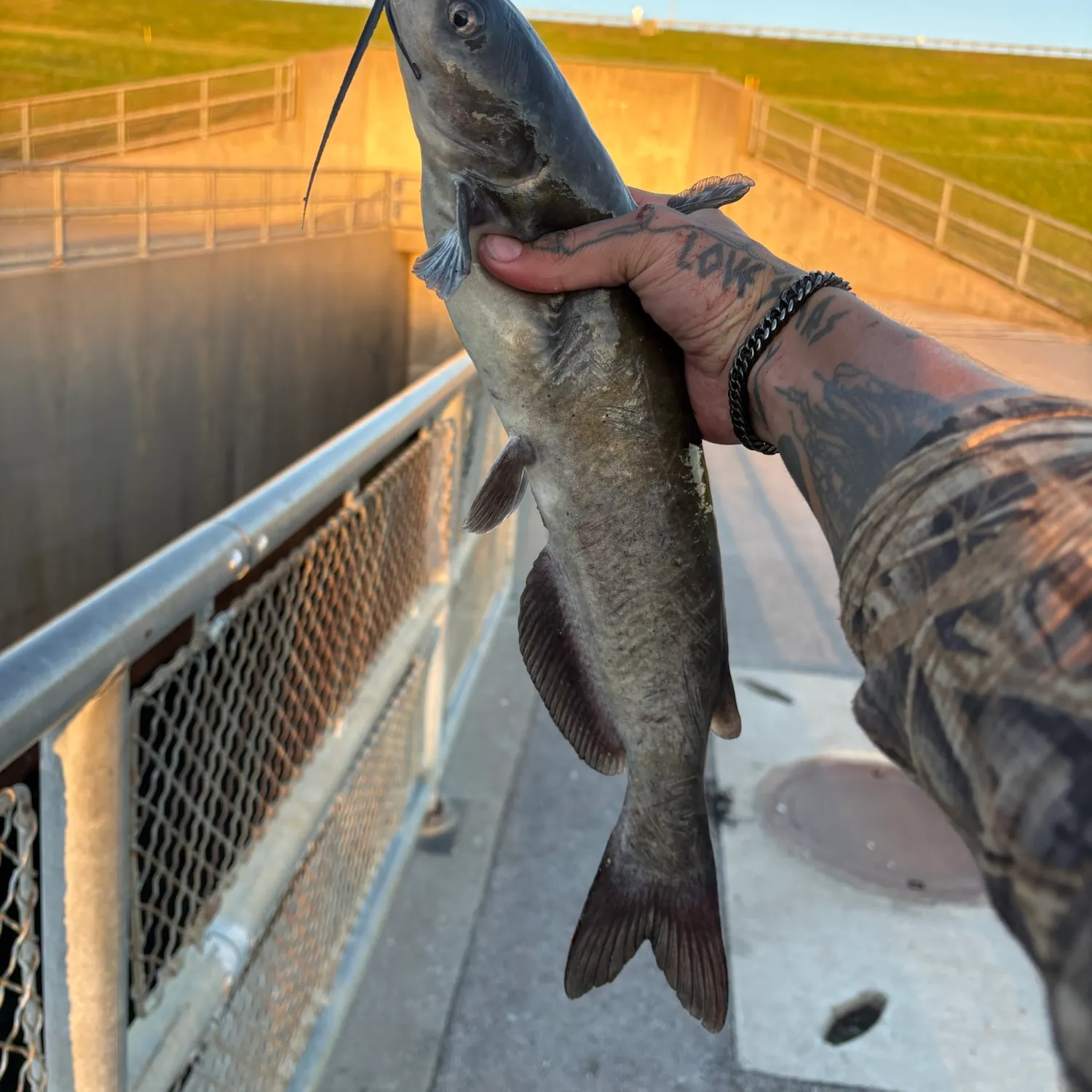 Channel catfish caught on Fishbrain