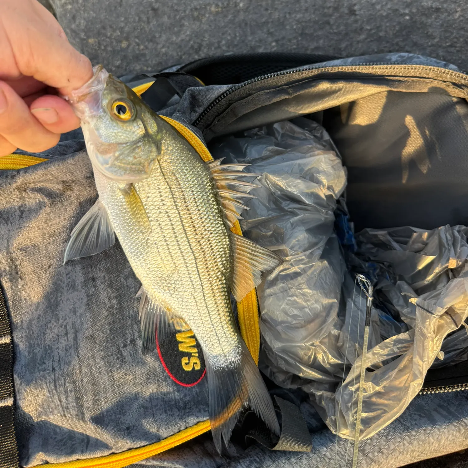 White bass caught on Fishbrain