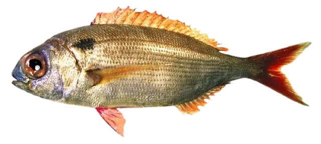 Blackspot seabream