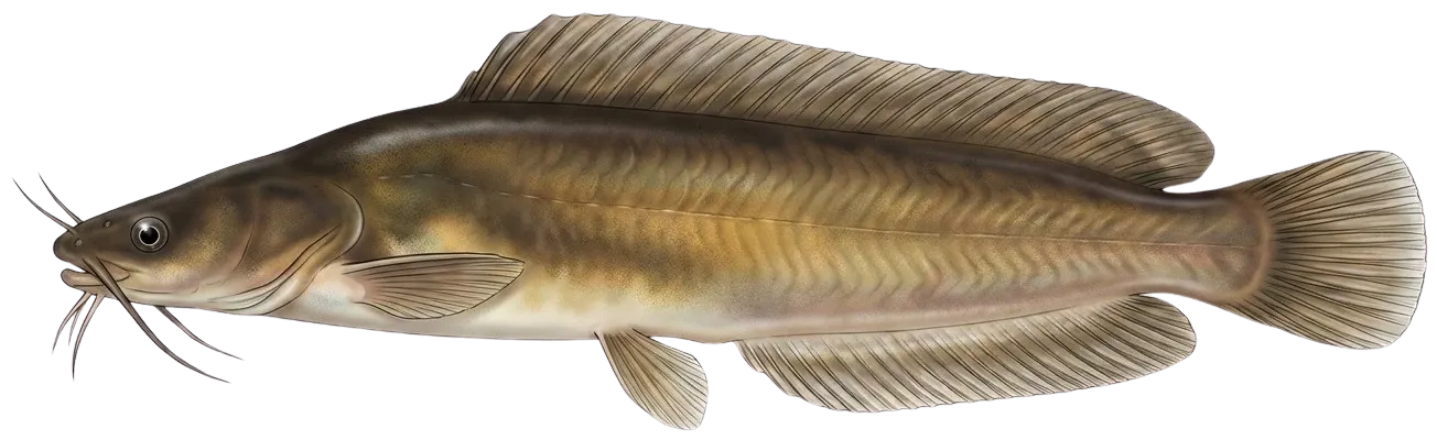Hong Kong catfish
