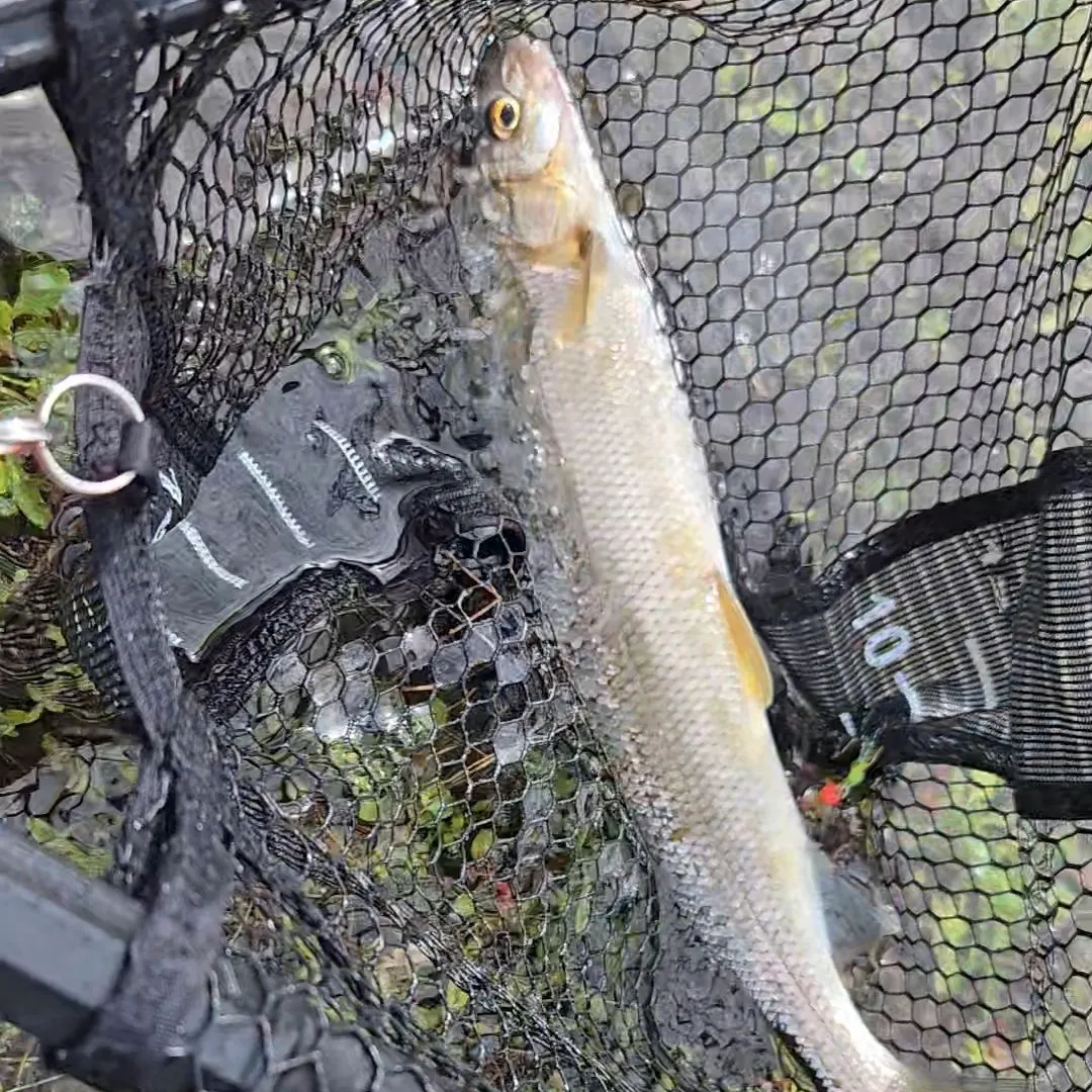 The most recent Mountain whitefish catches on Fishbrain