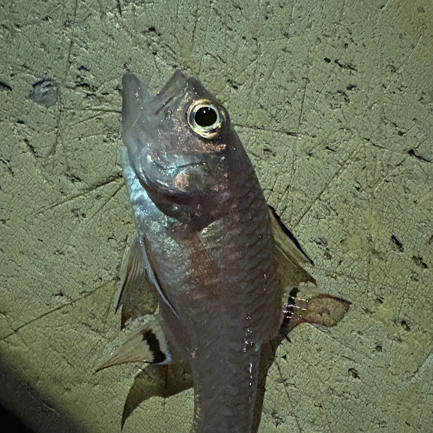 The most recent Bandfin cardinalfish catches on Fishbrain