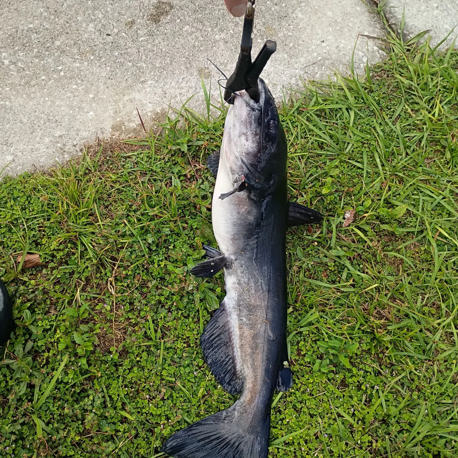 Channel catfish caught on Fishbrain